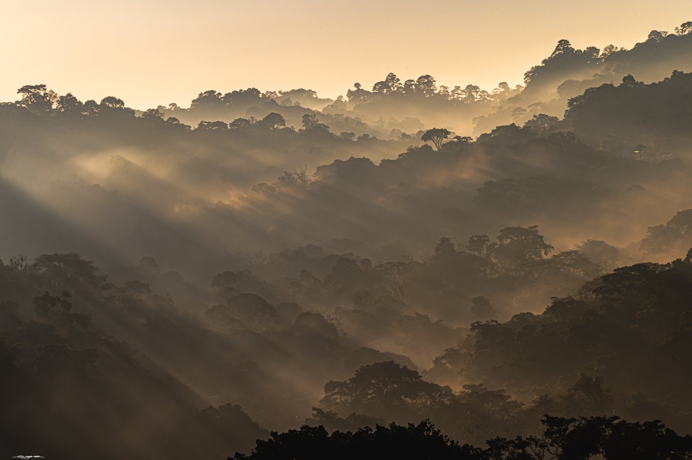 El mejor café de las montañas altas de Chiapas.